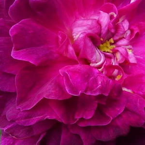 Narudžba ruža - Ljubičasta - Ružičasta - portland ruža  - intenzivan miris ruže - Rosa  Indigo - Jean Laffay - -